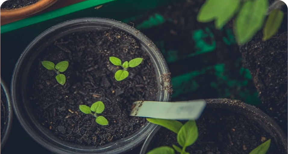 How to Improve Soil Health Naturally?